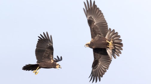 Two juvenile marsh harriers in flight at Wicken Fen